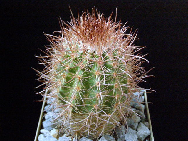 Файл:Parodia aureicentra 'muhrii' MG 1135.4.jpg