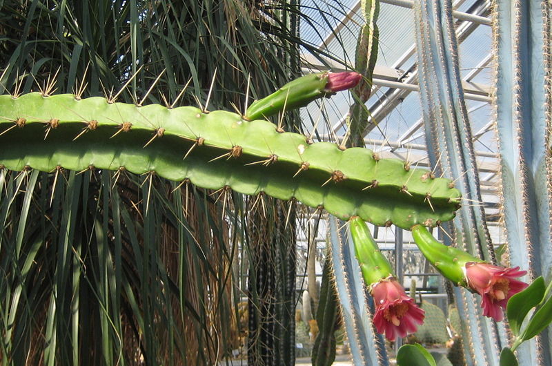 Файл:Calymmanthium substerile 1.jpg