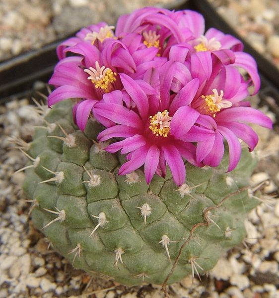 Файл:Strombocactus disciformis ssp. esperanzae.jpg