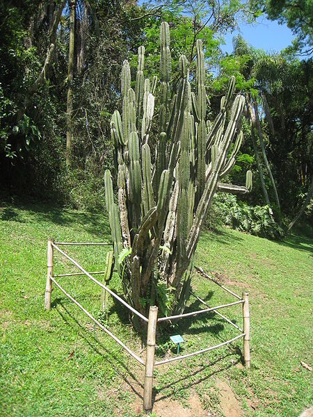 Файл:Cereus fernambucensis ssp. fernambucensis.jpg