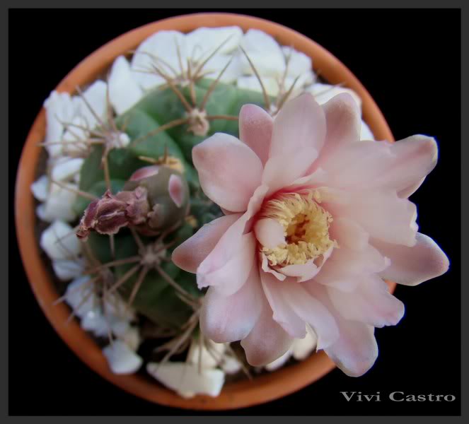 Файл:Gymnocalycium kroenleinii 4.jpg