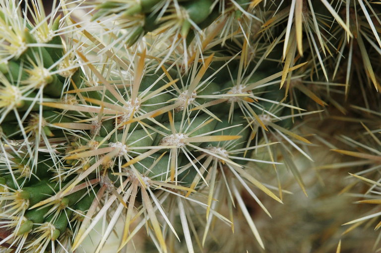 Файл:Cylindropuntia echinocarpa 2323.jpeg