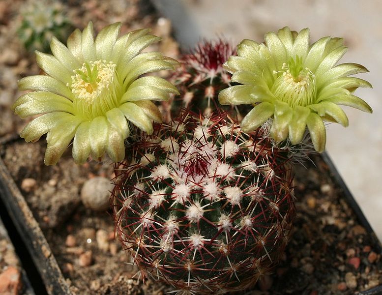 Файл:Echinocereus viridiflorus ssp. viridiflorus 2.jpg