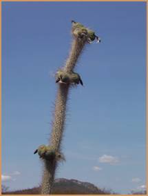 Stephanocereus leucostele - wikipedia.jpg