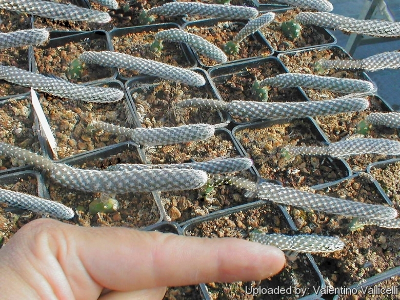 Файл:Pterocactus megliolii 12.jpg