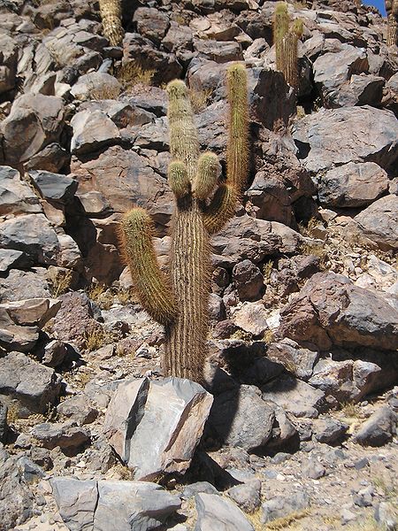 Файл:Echinopsis atacamensis ssp. atacamensis.jpg