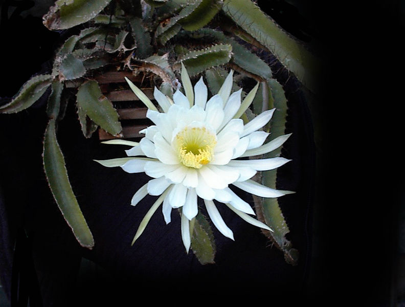 Файл:Strophocactus Testudo - wikipedia.jpg