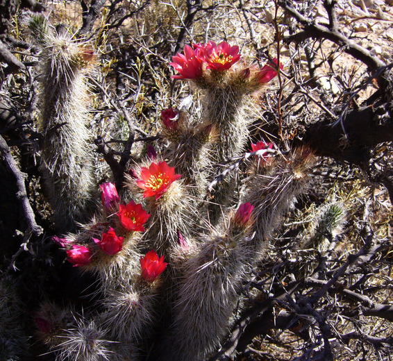 Файл:Austrocylindropuntia shaferi 1173.jpeg
