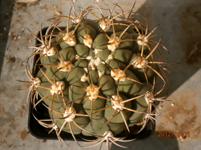 Файл:Gymnocalycium zegarrae Nick.jpg