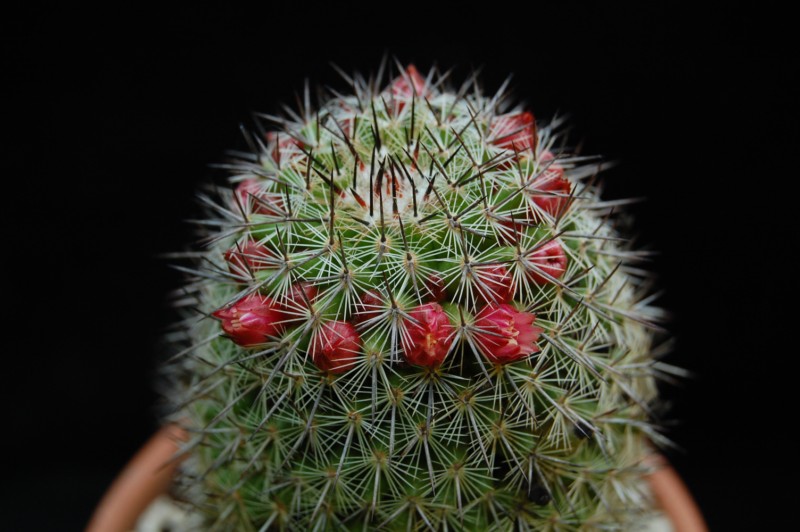 Файл:Mammillaria xaltianguensis 174.jpg
