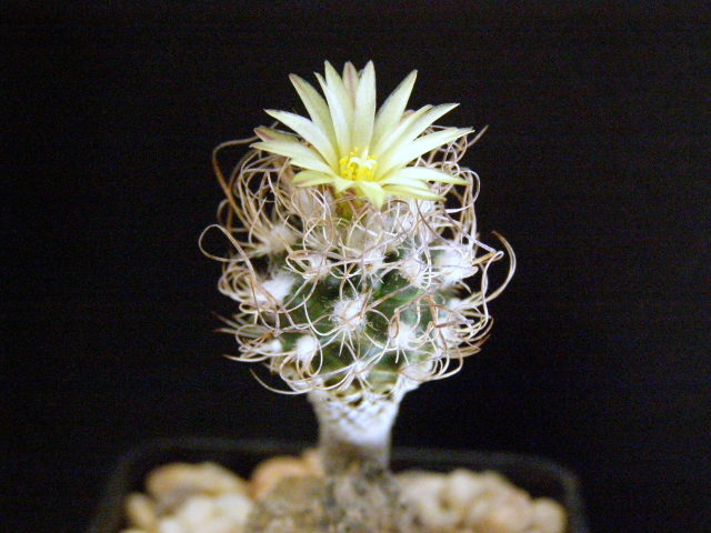 Файл:Turbinicarpus pseudomacrochele ssp. minimus TCG9101.jpg