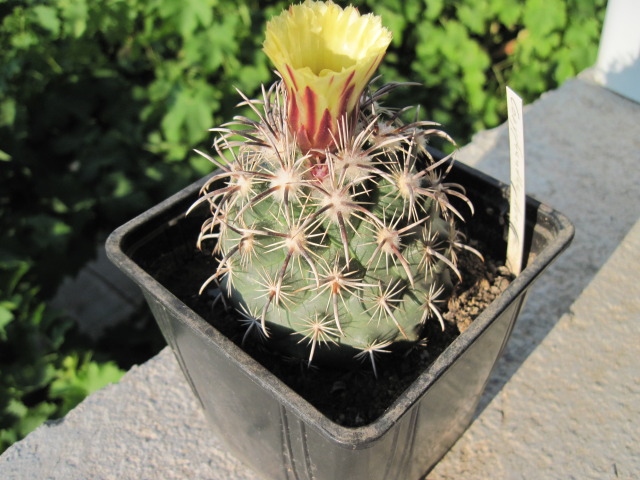 Файл:Coryphantha kracikii.jpg