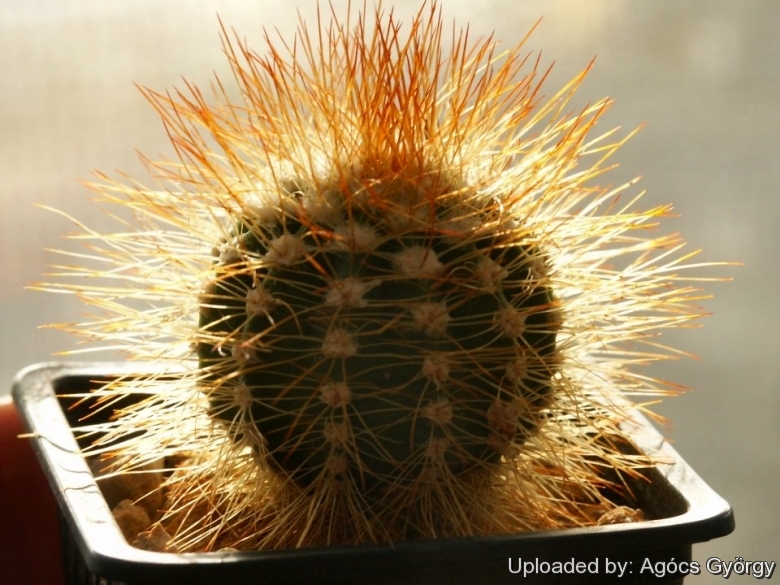 Файл:Melocactus harlowii 24198.jpg