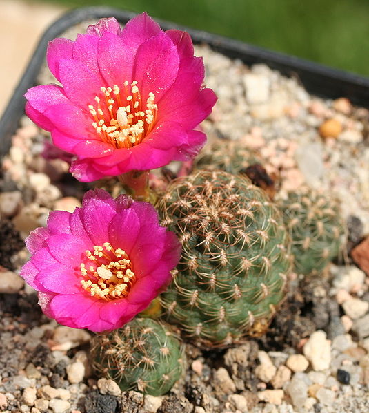 Файл:Rebutia steinbachii ssp. steinbachii.jpg