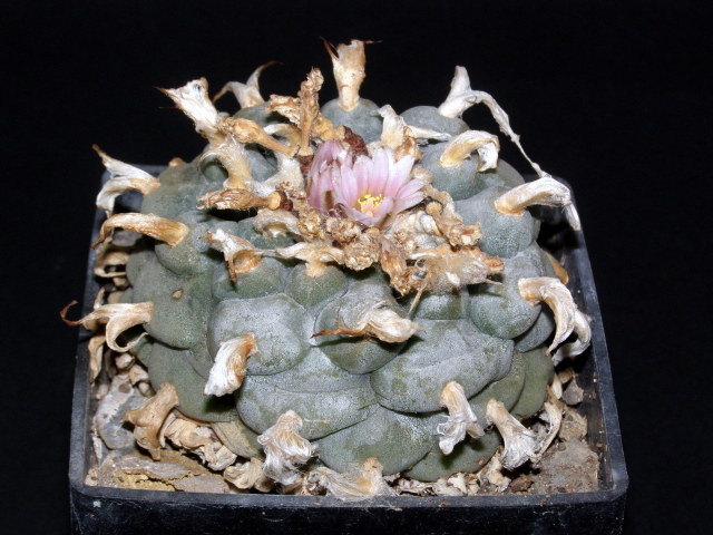 Файл:Lophophora williamsii.jpg
