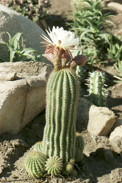 Файл:Echinopsis volliana.jpg