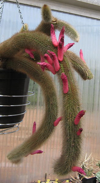 Файл:Cleistocactus brookeae ssp. vulpis-cauda.jpg