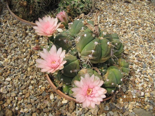 Файл:Gymnocalycium horstii ssp. buenekeri 01.jpg
