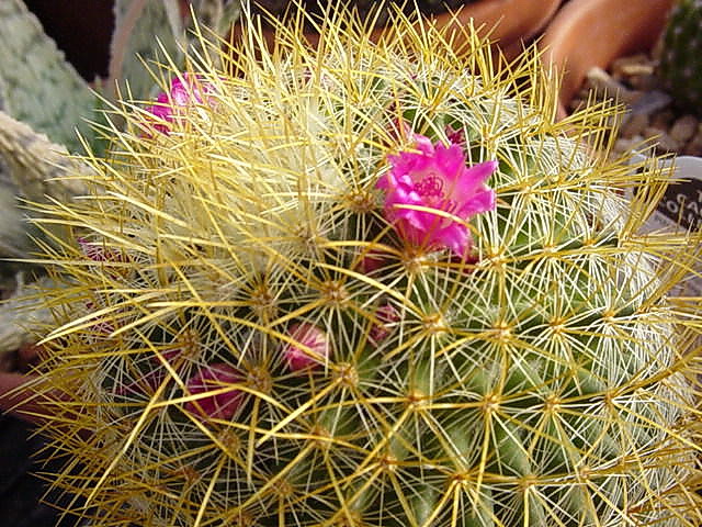 Файл:Mammillaria pringlei 0.jpg