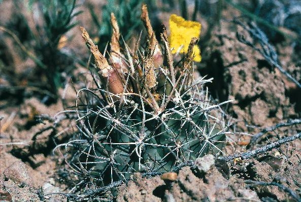 Файл:Sclerocactus whipplei ssp cloverae fh 49 NM BB.jpg