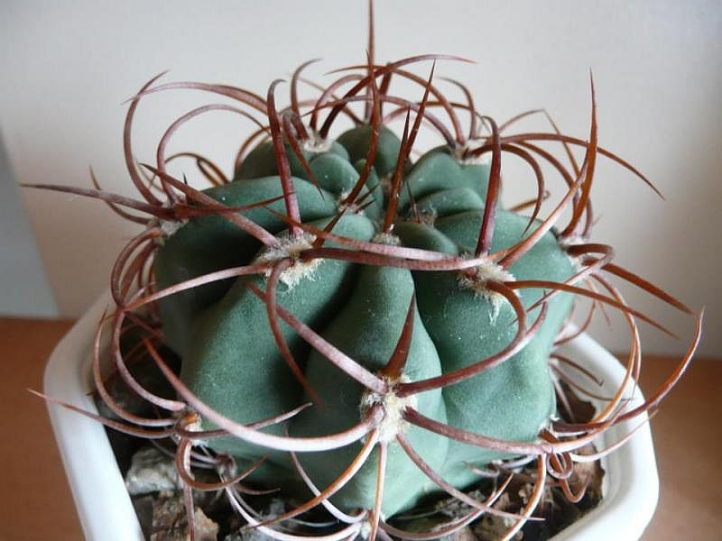 Файл:Denmoza rhodacantha JO1145.jpg