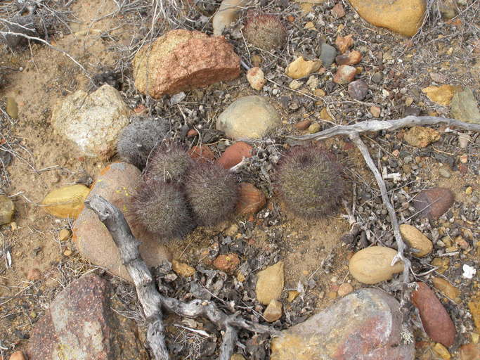 Файл:Mammillaria blossfeldiana 2744.jpeg