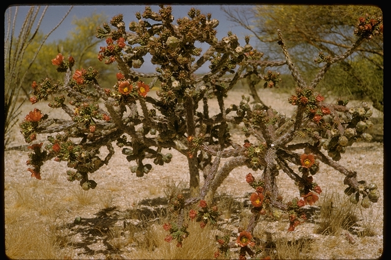 Файл:Cylindropuntia versicolor 0124.jpeg