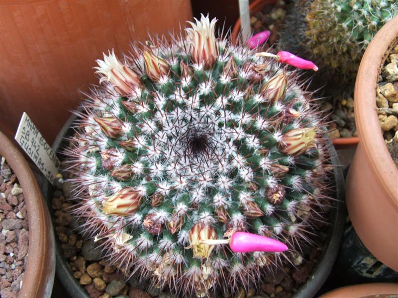 Файл:Mammillaria bocensis 4.jpg