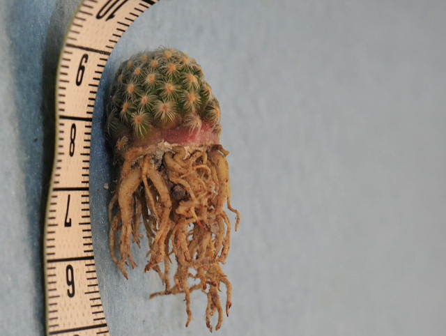 Файл:Mammillaria goldii 2.jpg