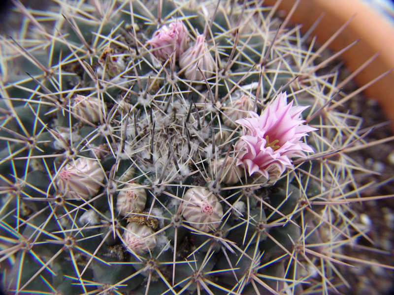 Файл:Mammillaria melanocentra 0.jpg