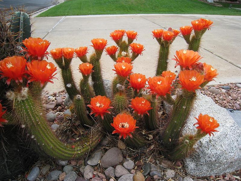 Файл:Echinopsis huascha ssp. huascha 1.jpg