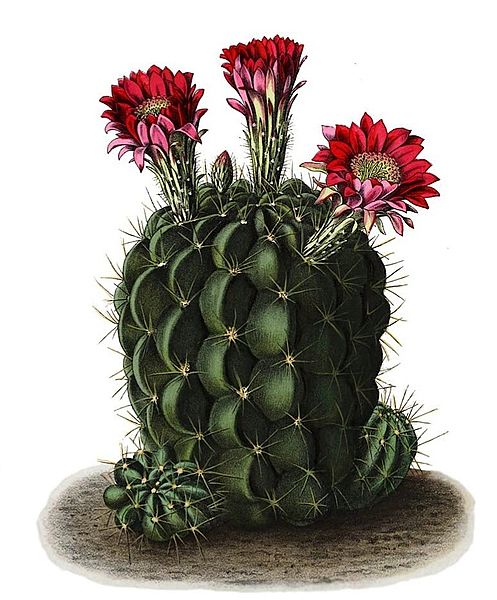 Файл:Echinopsis pentlandii.jpg