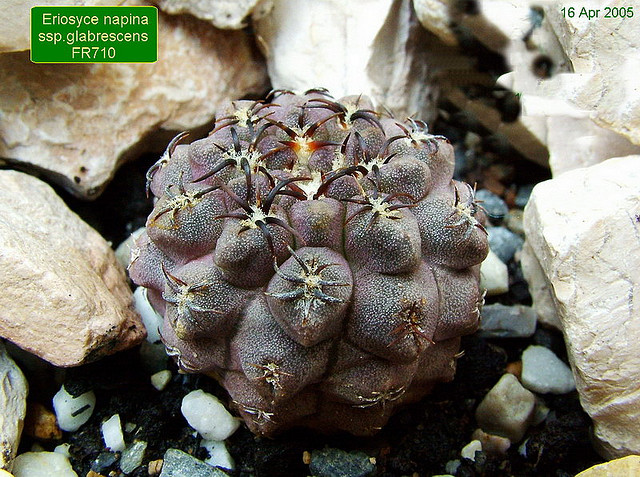 Файл:Eriosyce napina ssp. glabrescens.jpg