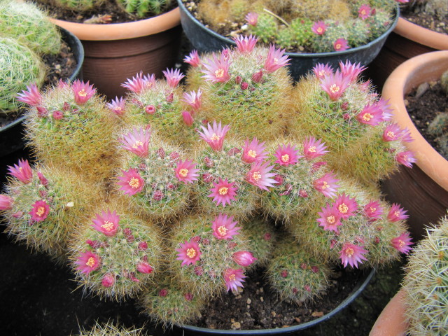 Файл:Mammillaria glochidiata 1.jpg