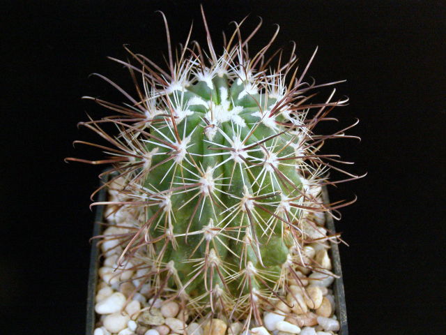 Файл:Sclerocactus parviflorus.jpg