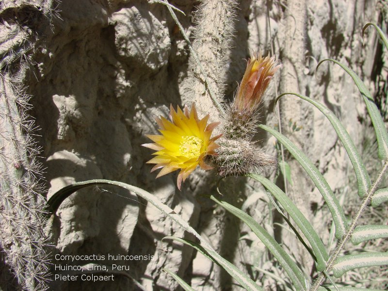 Файл:Corryocactus apiciflorus 1.jpg
