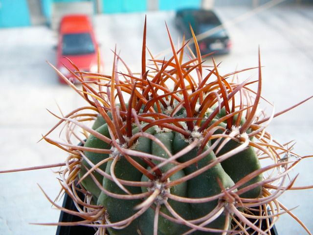 Файл:Denmoza rhodacantha1.jpg