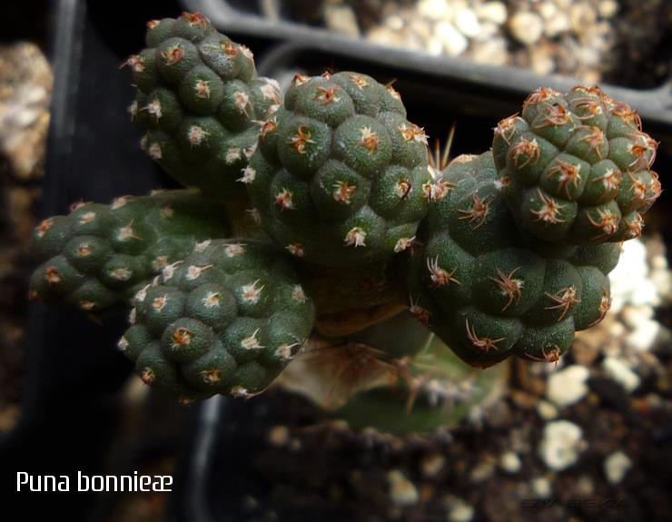 Файл:Tephrocactus bonniae 2.jpg