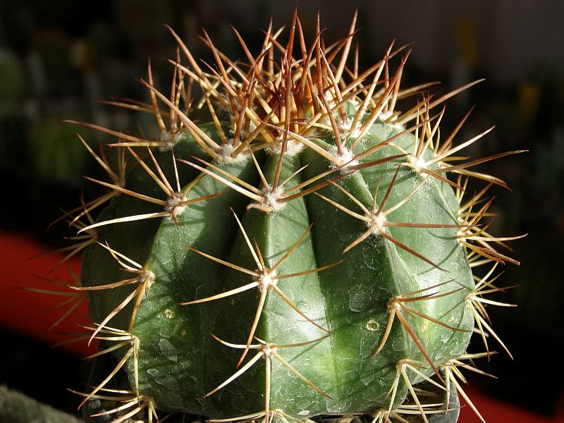 Файл:Melocactus curvispinus ssp. curvispinus 1.jpg
