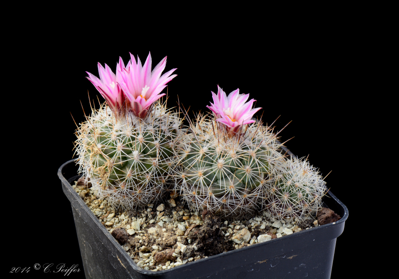 Файл:Turbinicarpus saueri 9.jpg
