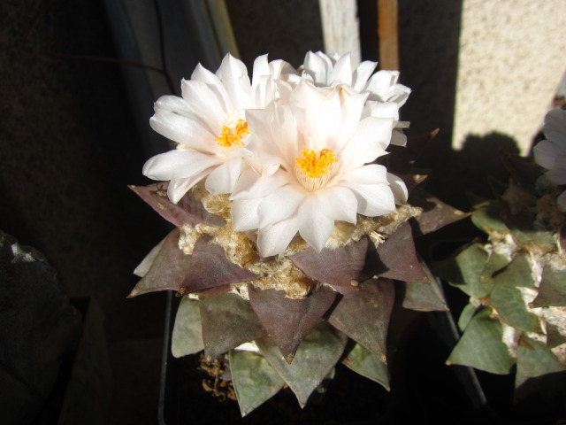 Файл:Ariocarpus retusus var. retusus 3.JPG.jpg