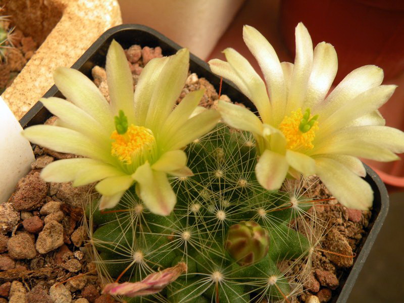 Файл:Mammillaria zephyranthoides ssp. heidiae 186.jpg