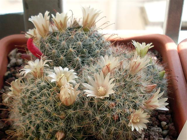 Файл:Mammillaria crinita 398.jpg