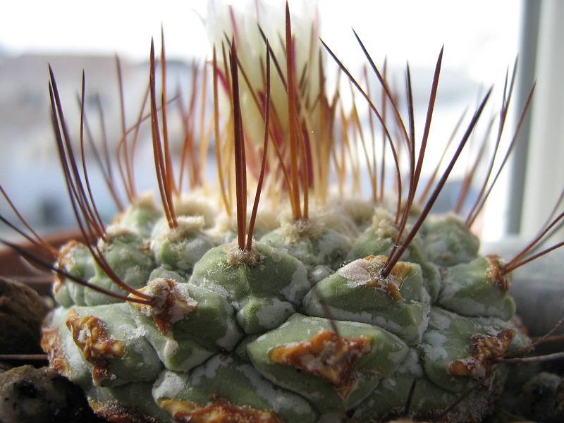 Файл:Strombocactus disciformis ssp. disciformis 8.jpg