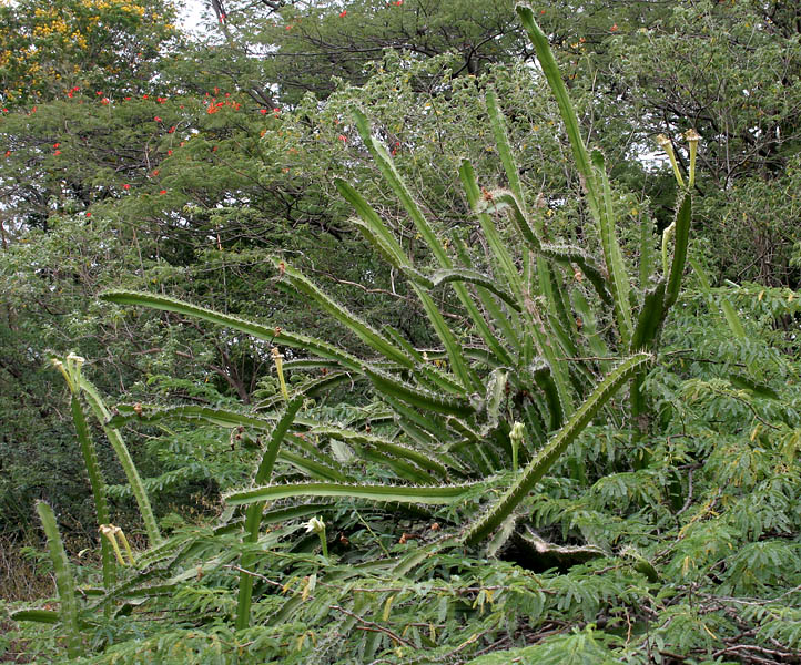 Файл:Acanthocereus tetragonus 7.jpg