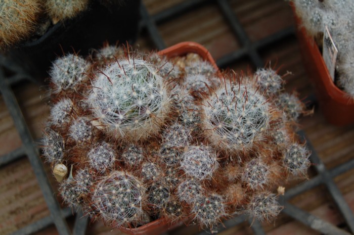 Файл:Mammillaria glochidiata 157.jpg