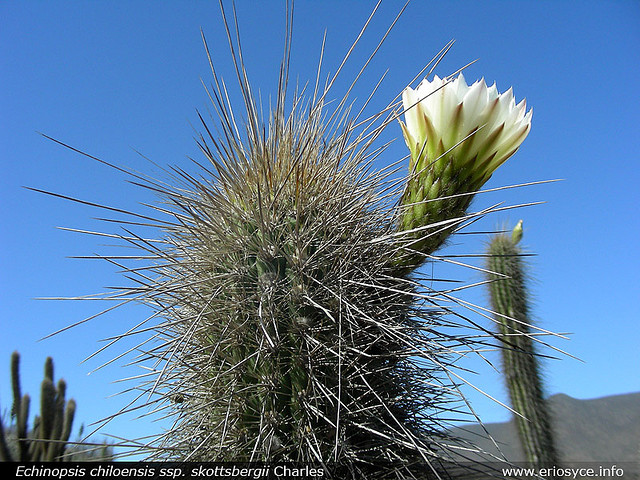 Файл:Echinopsis chiloensis ssp. skottsbergii 3.jpg