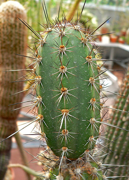 Файл:Armatocereus cartwrightianus.jpg