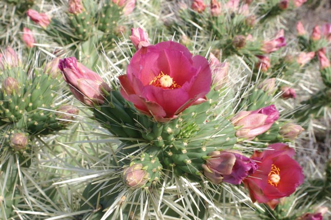 Файл:Cylindropuntia rosea 3.jpg