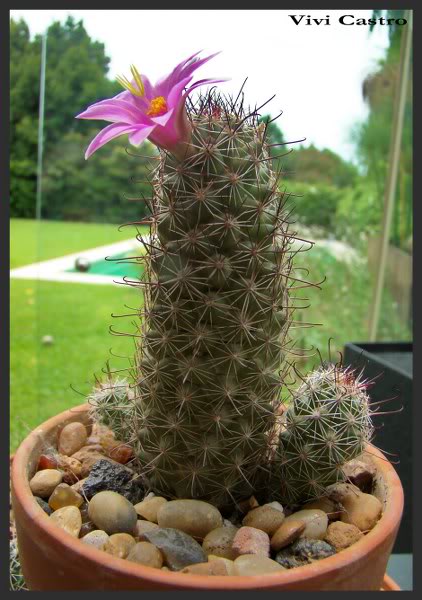 Файл:Mammillaria mazatlanensis 8.jpg